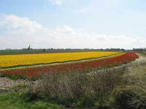 Blumenpracht auf Texel
